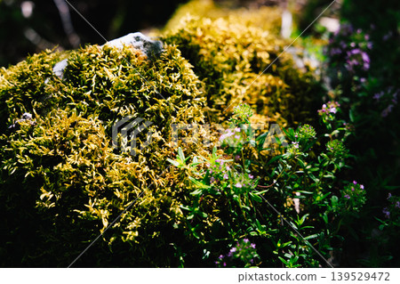 Sunlit Moss and Wildflowers on Forest Rock Close-Up With Green Plants and Textured Detail 139529472