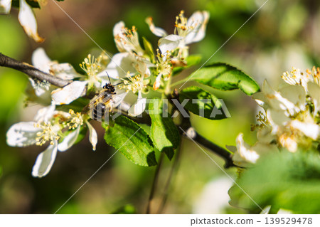 Honey Bee Pollinating White Blossom On Green Leaves In Spring Garden Macro Close-Up Honey Bee Pollinating White Blossom On Green Leaves In Spring Garden Macro Close-Up 139529478