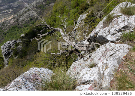 Twisted Dead Tree Over Rocky Cliff With Green Valley and Mountain Landscape Twisted Dead Tree Over Rocky Cliff With Green Valley and Mountain Landscape 139529486