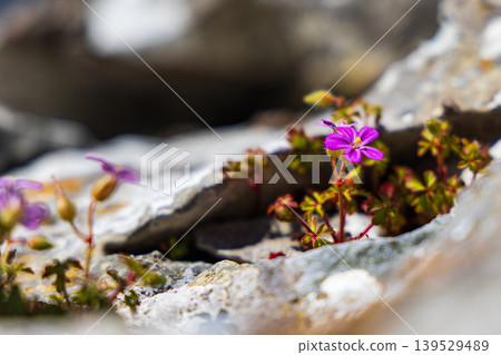 Purple Wildflower Growing in Rocky Crevice Macro Shot Showing Nature Resilience and Spring Bloom Purple Wildflower Growing in Rocky Crevice Macro Shot Showing Nature Resilience and Spring Bloom 139529489