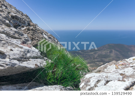 Green Shrub Growing Between Rocks on Coastal Cliff Overlooking Blue Sea and Distant Hills Green Shrub Growing Between Rocks on Coastal Cliff Overlooking Blue Sea and Distant Hills 139529490