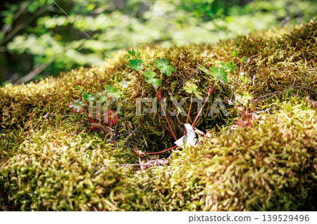 Sunlit Moss And Small Wild Plants Growing On A Forest Floor Close-Up Sunlit Moss And Small Wild Plants Growing On A Forest Floor Close-Up 139529496