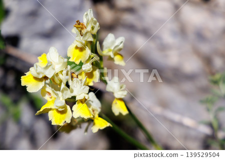 Yellow Wildflower Close-Up With Delicate White and Yellow Petals in Soft Natural Light Yellow Wildflower Close-Up With Delicate White and Yellow Petals in Soft Natural Light 139529504