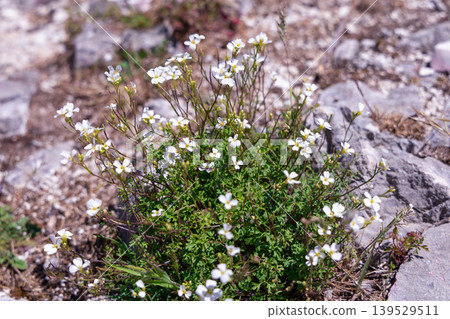 White Wildflowers Growing on Rocky Ground in Sunny Alpine Terrain White Wildflowers Growing on Rocky Ground in Sunny Alpine Terrain 139529511