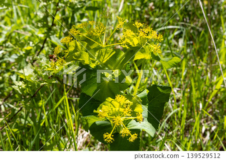 Bright Yellow Wildflower With Large Green Leaves Growing In A Sunlit Meadow Close-Up 139529512