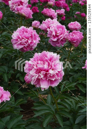 牡丹花「花籃」 - 2026年5月 139529544