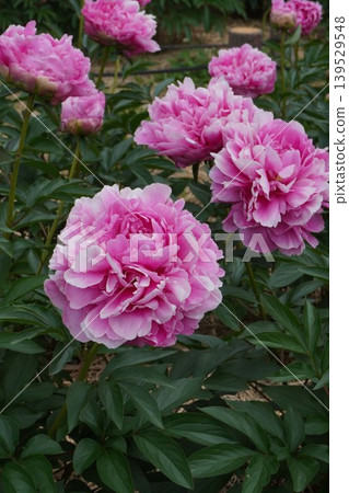 Peony flower "Flower Basket" - May 2026 Peony flower "Flower Basket" - May 2026 139529548