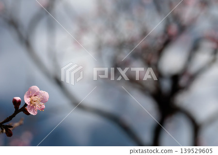 冉冉一輪 冉冉一輪 139529605