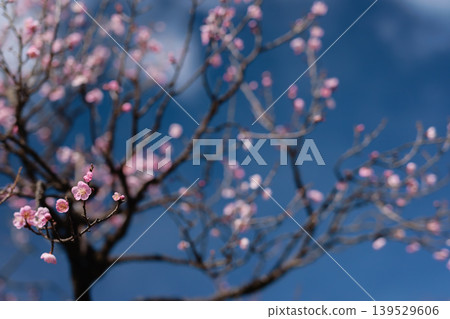 紅梅花在藍天下閃閃發光 紅梅花在藍天下閃閃發光 139529606