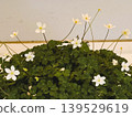 Fujiwaradake Nirinsou 139529619