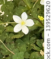 Fujiwaradakenirinsou flowers 139529620