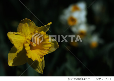 Yellow and white daffodils in the sunlight Yellow and white daffodils in the sunlight 139529625