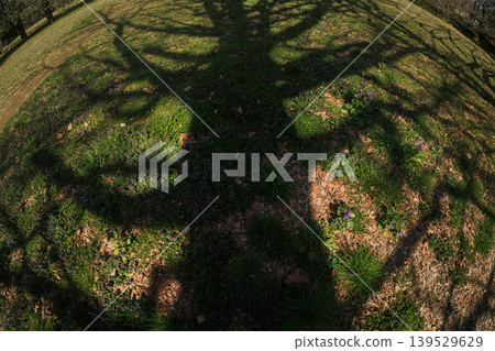 Shadow of a giant tree and purple flowers Shadow of a giant tree and purple flowers 139529629