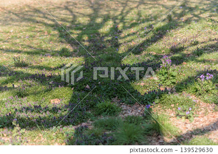 Lamium amplexicaule and purple cress blooming near the shade of a tree Lamium amplexicaule and purple cress blooming near the shade of a tree 139529630