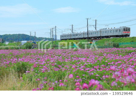8500系列列車飛馳穿過一片荷花田。 8500系列列車飛馳穿過一片荷花田。 139529646