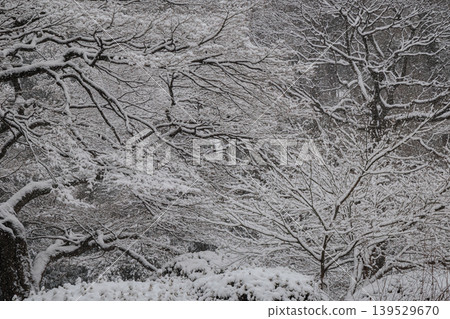 覆蓋著積雪的楓樹枝 覆蓋著積雪的楓樹枝 139529670