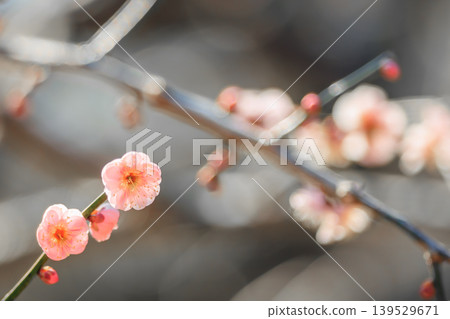 告訴春天的紅色李子花 告訴春天的紅色李子花 139529671