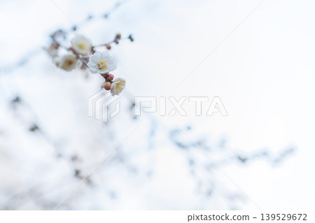 冬日天空盛開的白色梅花 冬日天空盛開的白色梅花 139529672