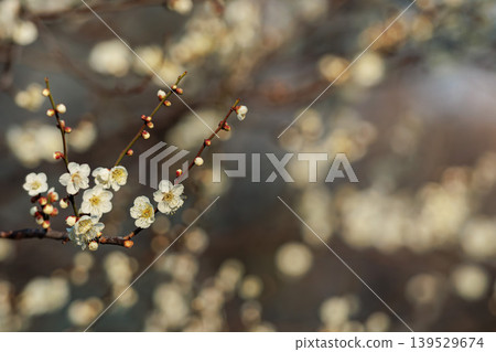晨光中的白色梅花 晨光中的白色梅花 139529674