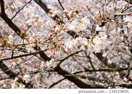 櫻花,櫻花,櫻花 櫻花,櫻花,櫻花 139529695