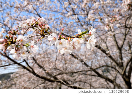 Sakura, Sakura, Sakura Sakura, Sakura, Sakura 139529698