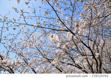 Sakura, Sakura, Sakura 139529702