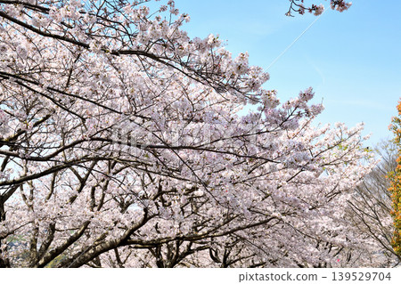 Sakura, Sakura, Sakura Sakura, Sakura, Sakura 139529704