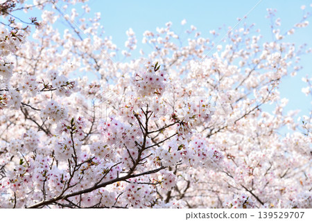 Sakura, Sakura, Sakura 139529707