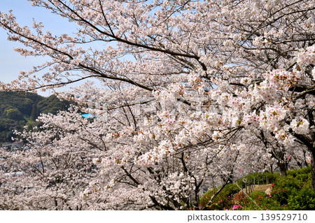 Sakura, Sakura, Sakura Sakura, Sakura, Sakura 139529710