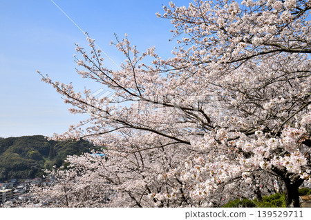 Sakura, Sakura, Sakura Sakura, Sakura, Sakura 139529711