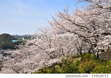 Sakura, Sakura, Sakura Sakura, Sakura, Sakura 139529713