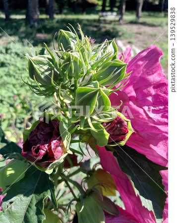 Close Up of Vibrant Hibiscus Flower Blooming in Summer Garden Sunlight 139529838