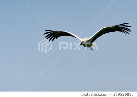 Flight of the stork Flight of the stork 139529893