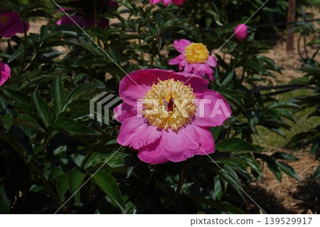 Peony flower "Spring's Glory" May 2026 139529917