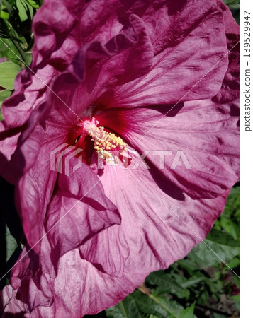 Close Up of Vibrant Hibiscus Flower Blooming in Summer Garden Sunlight Close Up of Vibrant Hibiscus Flower Blooming in Summer Garden Sunlight 139529947