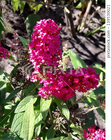 Bright Pink Butterfly Bush Flowers Blooming in Sunny Summer Garden Landscape Bright Pink Butterfly Bush Flowers Blooming in Sunny Summer Garden Landscape 139530021