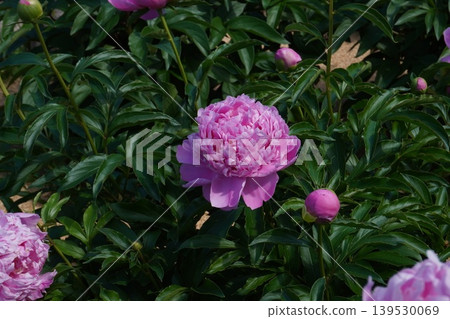Peony flower "Beautiful Appearance" - May 2026 139530069