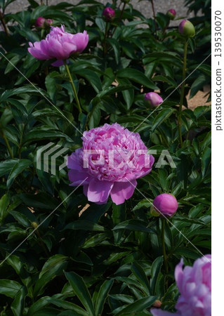 Peony flower "Beautiful Appearance" - May 2026 139530070