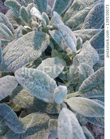 Soft Fuzzy Lambs Ear Leaves Background, Silvery Green Texture in Natural Garden Light Soft Fuzzy Lambs Ear Leaves Background, Silvery Green Texture in Natural Garden Light 139530073