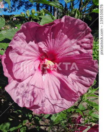 Close Up of Vibrant Hibiscus Flower Blooming in Summer Garden Sunlight Close Up of Vibrant Hibiscus Flower Blooming in Summer Garden Sunlight 139530076
