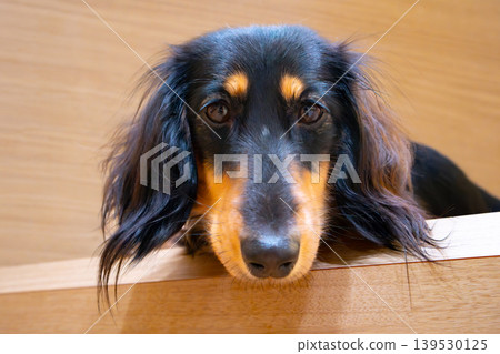 一隻黑色迷你臘腸犬從樓梯上抬頭望向。 一隻黑色迷你臘腸犬從樓梯上抬頭望向。 139530125