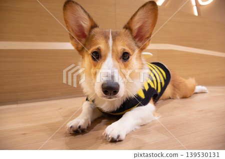 A Welsh Corgi staring at us A Welsh Corgi staring at us 139530131
