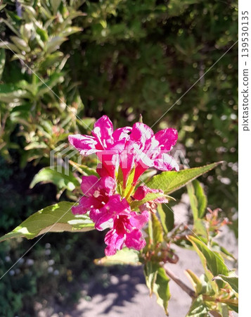 Bright Pink Weigela Flowers Blooming in Sunlit Garden with Green Foliage Background 139530135