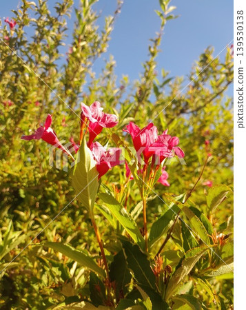 Bright Pink Weigela Flowers Blooming in Sunlit Garden with Green Foliage Background Bright Pink Weigela Flowers Blooming in Sunlit Garden with Green Foliage Background 139530138