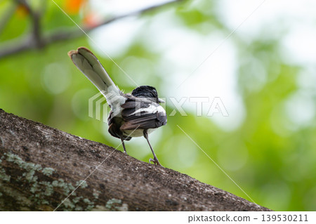 Dynamic wild bird with raised tail perched on a textured tree trunk surrounded by soft green bokeh in a vibrant tropical woodland setting. Dynamic wild bird with raised tail perched on a textured tree trunk surrounded by soft green bokeh in a vibrant tropical woodland setting. 139530211