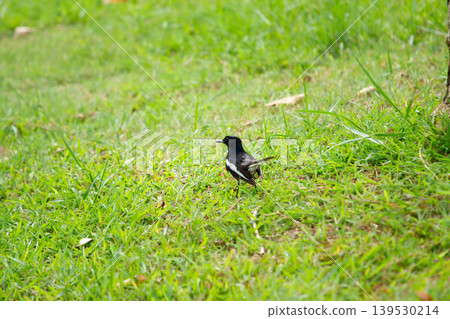 Small oriental magpie robin standing on vibrant green grass in an outdoor park landscape with natural light and soft focus surroundings. Small oriental magpie robin standing on vibrant green grass in an outdoor park landscape with natural light and soft focus surroundings. 139530214