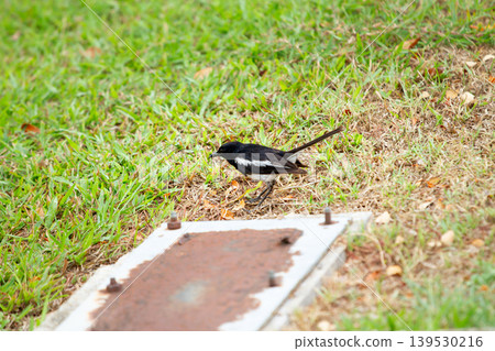 Wild oriental magpie robin moving across grassy ground near an aged metal cover in an outdoor park with natural daylight and soft background texture. 139530216