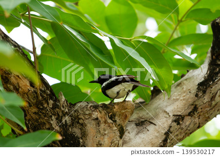 Black and white oriental magpie robin perched on a textured tree branch surrounded by lush green foliage in a tropical outdoor environment. Black and white oriental magpie robin perched on a textured tree branch surrounded by lush green foliage in a tropical outdoor environment. 139530217