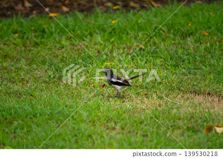 Young oriental magpie robin standing on grassy ground in a peaceful outdoor setting with soft natural light and vibrant green surroundings. 139530218