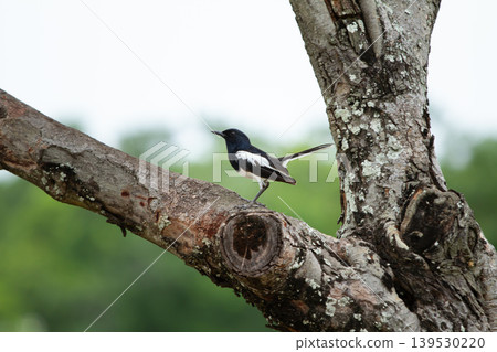 Oriental magpie robin perched on an aged tree trunk with textured bark against a soft green background in a peaceful outdoor environment. Oriental magpie robin perched on an aged tree trunk with textured bark against a soft green background in a peaceful outdoor environment. 139530220
